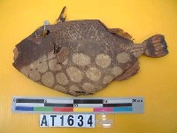 藏品(剝製魚)的圖片